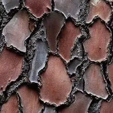 French Maritime Pine Bark (Pycnogenol)